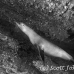 lion_sea_galapagos_cou_h_0069_ecu1155_bw.jpg